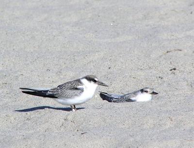least tern juvies.jpg