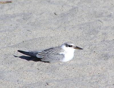 least tern juvy.jpg