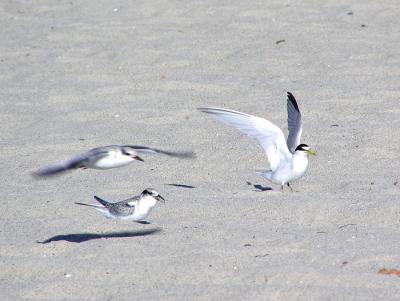 least terns.jpg