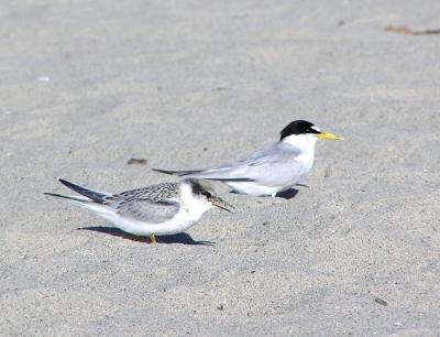 least terns juvy and adult.jpg