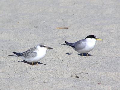 least terns juvy and adult 2.jpg