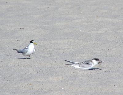 least terns juvy with fish.jpg