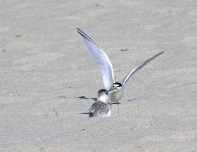 least terns parent with fish.jpg
