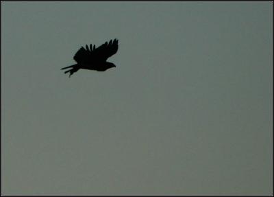 IMG_3381w.jpg