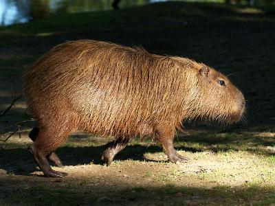 Le capybara ou cabiai