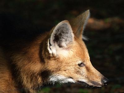 Portrait de loup  crinire