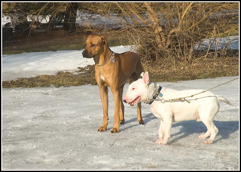 Baileys friends - Diesel and Bullie