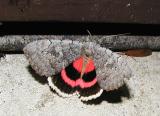 Sleepy Underwing (Catocala concumbens)