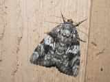 Girlfriend Underwing (Catocala amica)