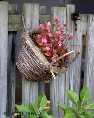 Begonia Basket 572