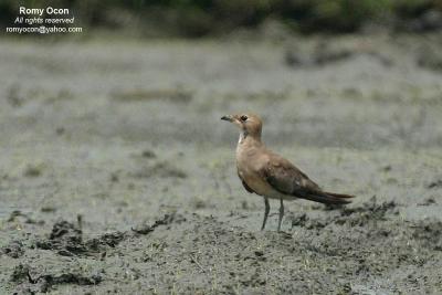 Oriental Pratincole

Scientific name - Glareola maldivarum

Habitat - Common in drier open areas, dry ricefields, pastures and plowed fields.