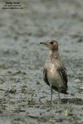 Oriental Pratincole

Scientific name - Glareola maldivarum

Habitat - Common in drier open areas, dry ricefields, pastures and plowed fields.