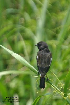 Pied Bushchat (male) 

Scientific name - Saxicola caprata 

Habitat - common in drier open country, grasslands and cultivated areas at all elevations. 

