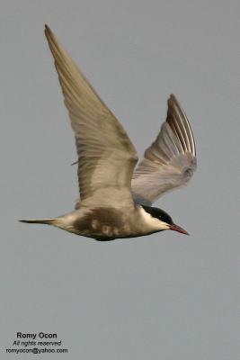 Whiskered Tern 

Scientific name: Chlidonias hybridus 
Habitat: Bays, tidal flats to ricefields. 


