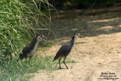 White-Breasted Waterhen 

Scientific name - Amaurornis phoenicurus 
Habitat - Common in wetter areas - grasslands, marshes and mangroves. 

