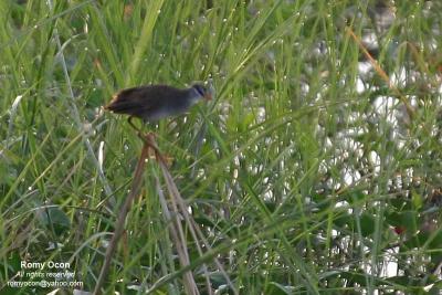 White-browed Crake

Scientific name - Porzana cinerea

Habitat - Common in wide variety of wetlands from ricefields to tidal marshes and edges to lakes.