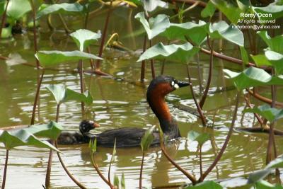 Little Grebe

Scientific name - Tachybaptus ruficollis 
Habitat - Uncommon, in freshwater ponds or marshes. Dives when disturbed by intruders. 
