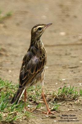 Richard's Pipit 

Scientific name - Anthus novaeseelandiae 

Habitat - Stays on the ground in open country, grasslands, ricefields and parks. 

