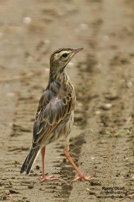 Richard's Pipit 

Scientific name - Anthus novaeseelandiae 

Habitat - Stays on the ground in open country, grasslands, ricefields and parks. 

