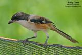 Long-tailed Shrike
Scientific name - Lanius schach
Habitat - Common in open country and scrub where it perches conspicuously on bushes and dead trees, at all elevations.