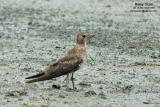 Oriental Pratincole

Scientific name - Glareola maldivarum

Habitat - Common in drier open areas, dry ricefields, pastures and plowed fields.