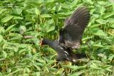 Common Moorhen 

Scientific name - Gallinula chloropus 

Habitat - Common in wetlands with open water with fringing emergent vegetation like marshes and ponds.