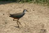 White-Breasted Waterhen
Scientific name - Amaurornis phoenicurus
Habitat - Common in wetter areas - grasslands, marshes and mangroves.