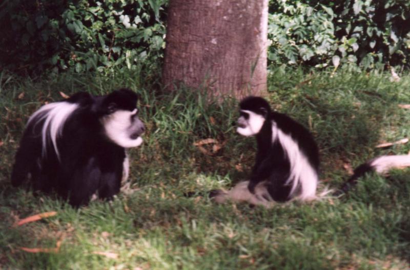 Colobus monkeys