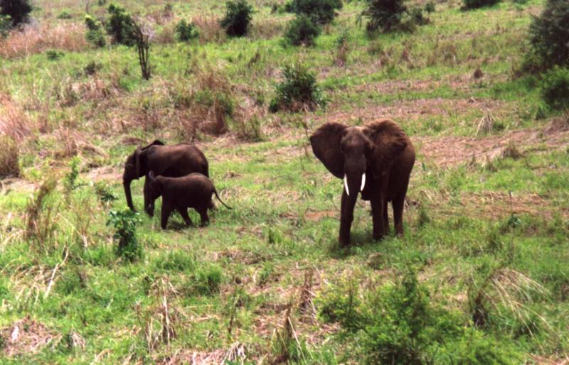 Ickle elephants