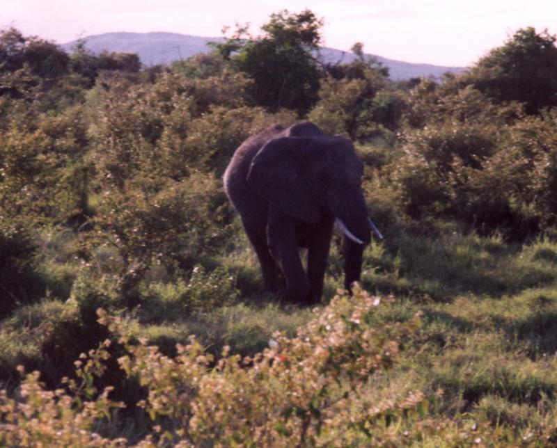 Lonely Elephant