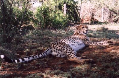 Tame(ish) cheetah at Rumuruti