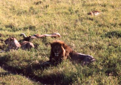 Lions after a kill