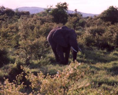 Lonely Elephant