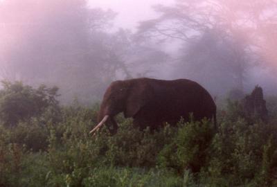 misty elephant