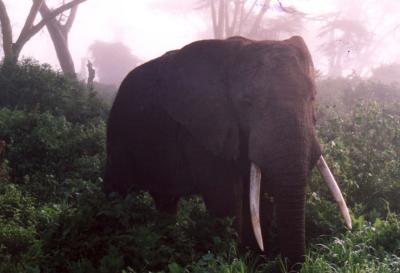 Ngorogoro Crater - Elephants in the mist
