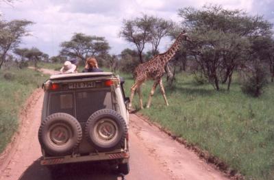 Serengeti - giraffe1