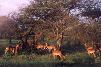 Serengeti - springbok