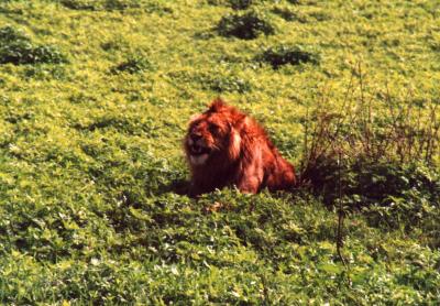 Serengeto - Lion
