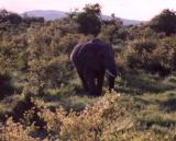 Lonely Elephant