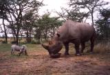 Sweetwater NP - Morani the rhino & warthogs
