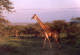 Serengeti - Giraffe