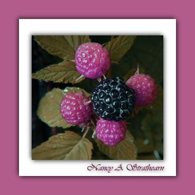 PSP Blackberries