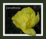 Evening Primrose