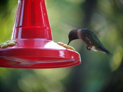 Hummingbird @ feeder 9/4/03