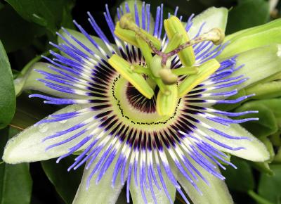 spikey flower (I just learned it's called a Passion Flower!)