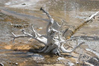 Silicated Tree roots