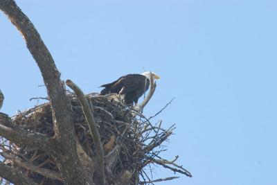 Bald Eagle