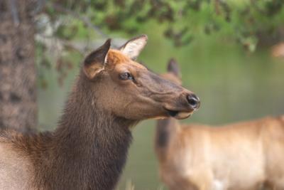 Elk (female)