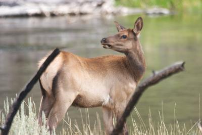 Young elk