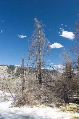 Silicated tree near Mammoth Hot Springs